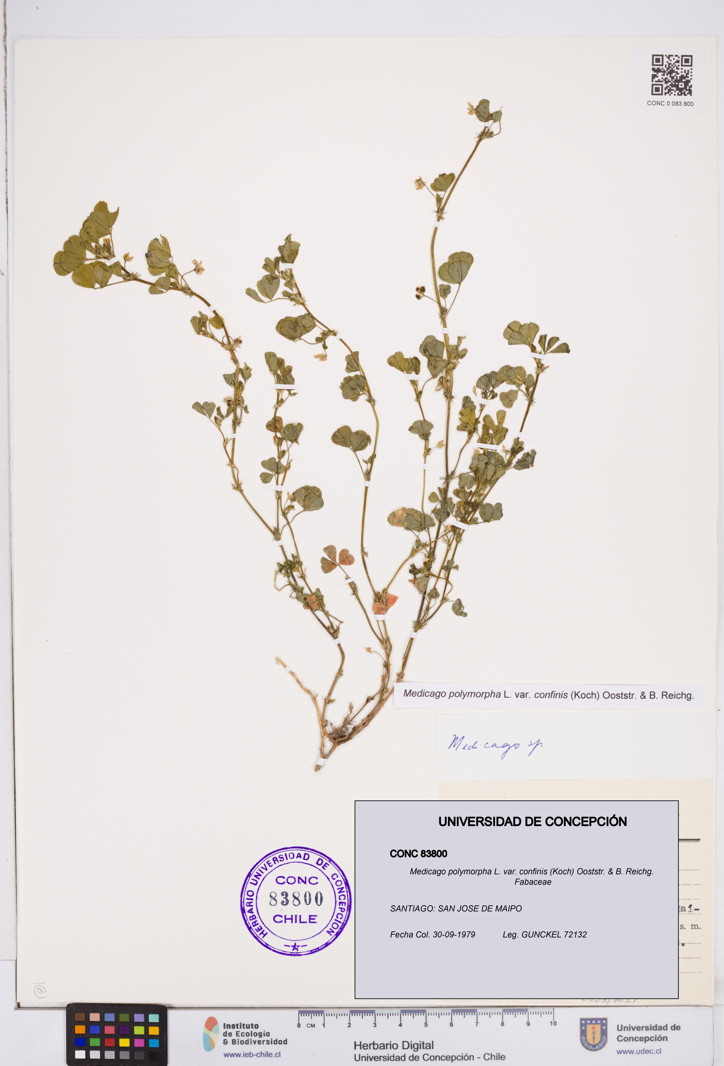 Medicago polymorpha var. confinis [Espécimen: ]