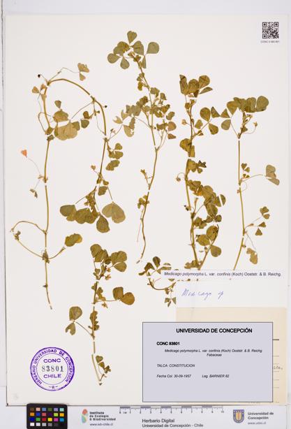 Medicago polymorpha var. confinis [Espécimen: ]