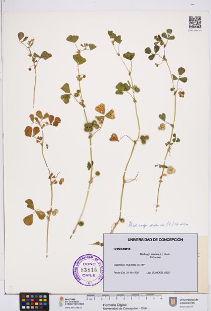 Medicago arabica [Espécimen: ]