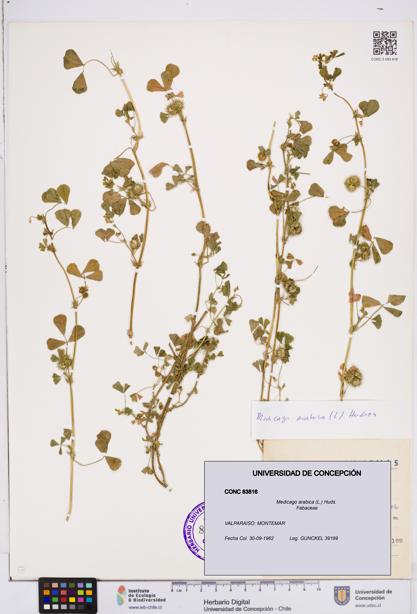 Medicago arabica [Espécimen: ]
