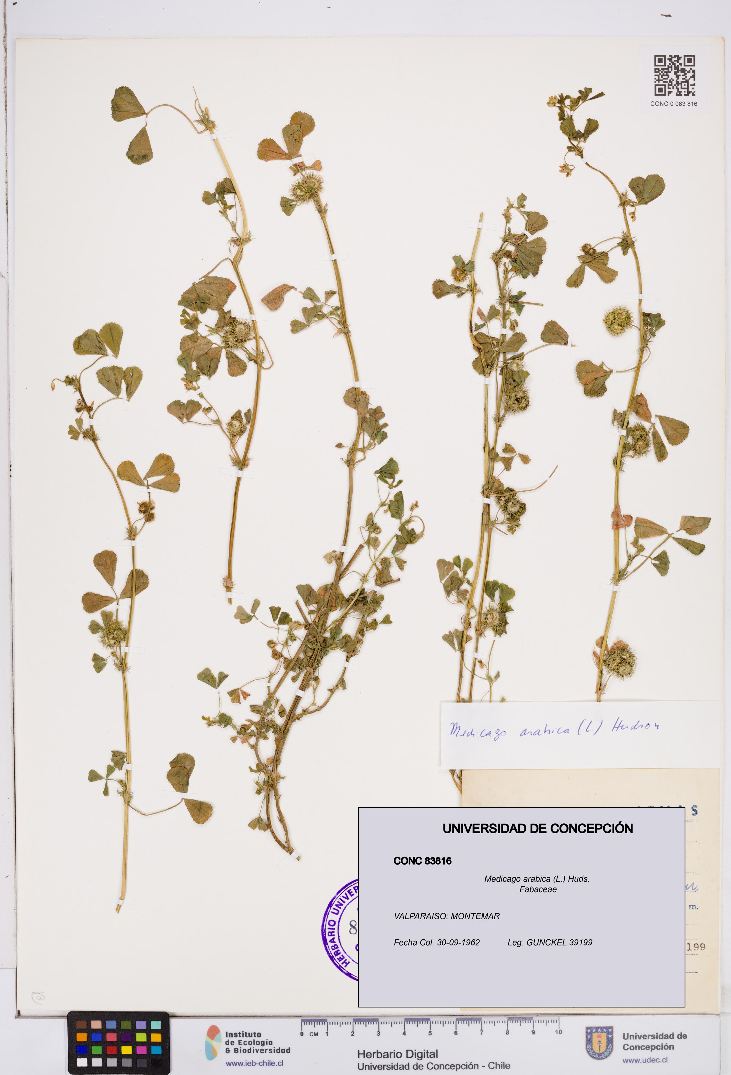 Medicago arabica [Espécimen: ]