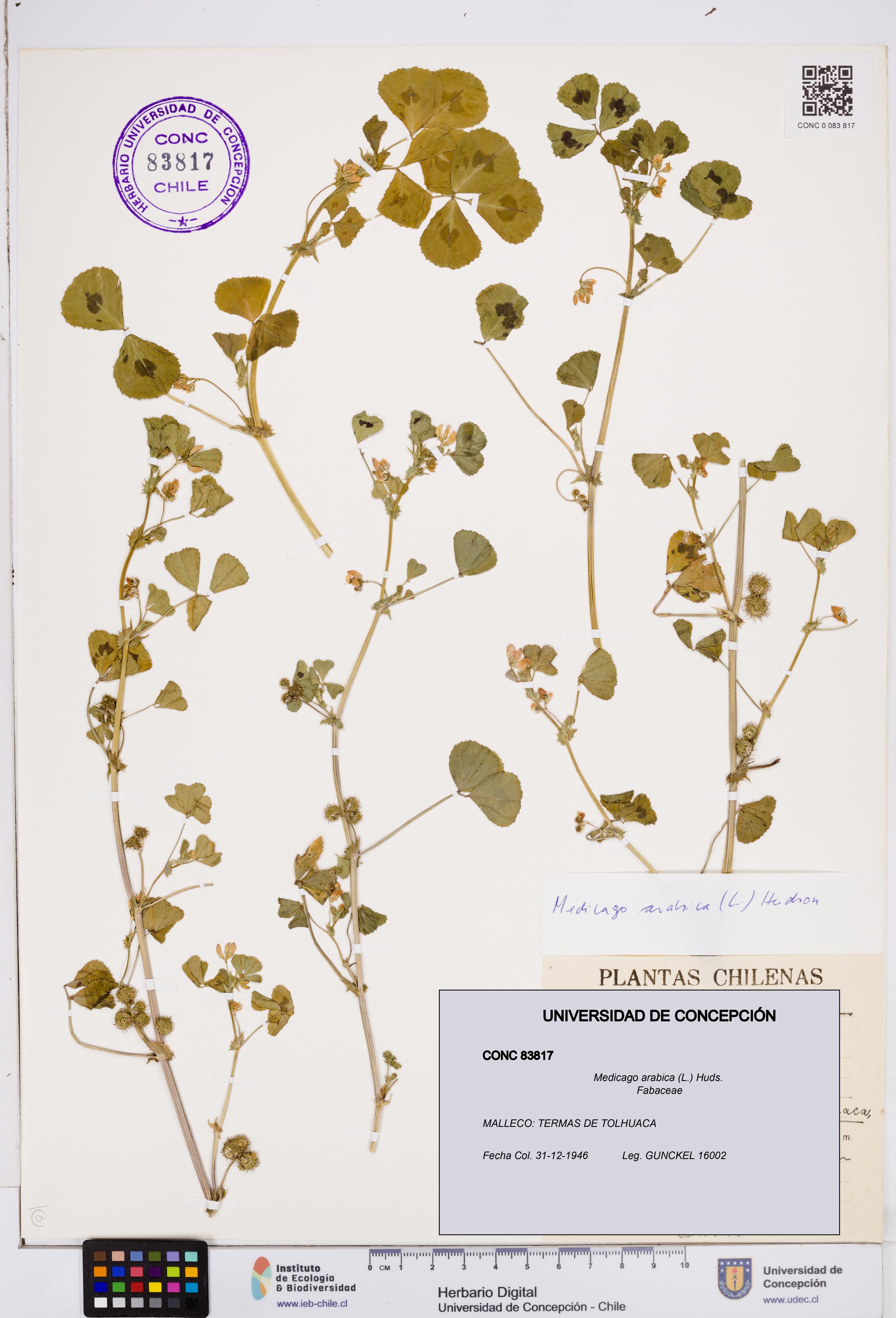 Medicago arabica [Espécimen: ]
