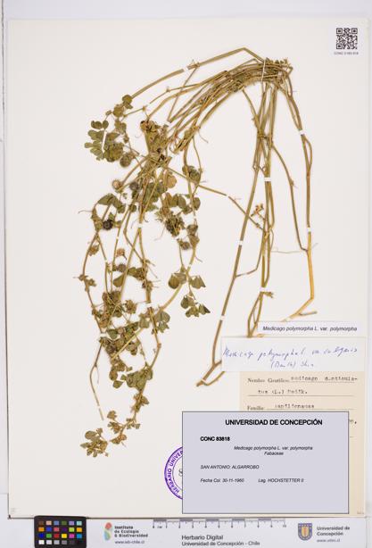 Medicago polymorpha var. polymorpha [Espécimen: ]