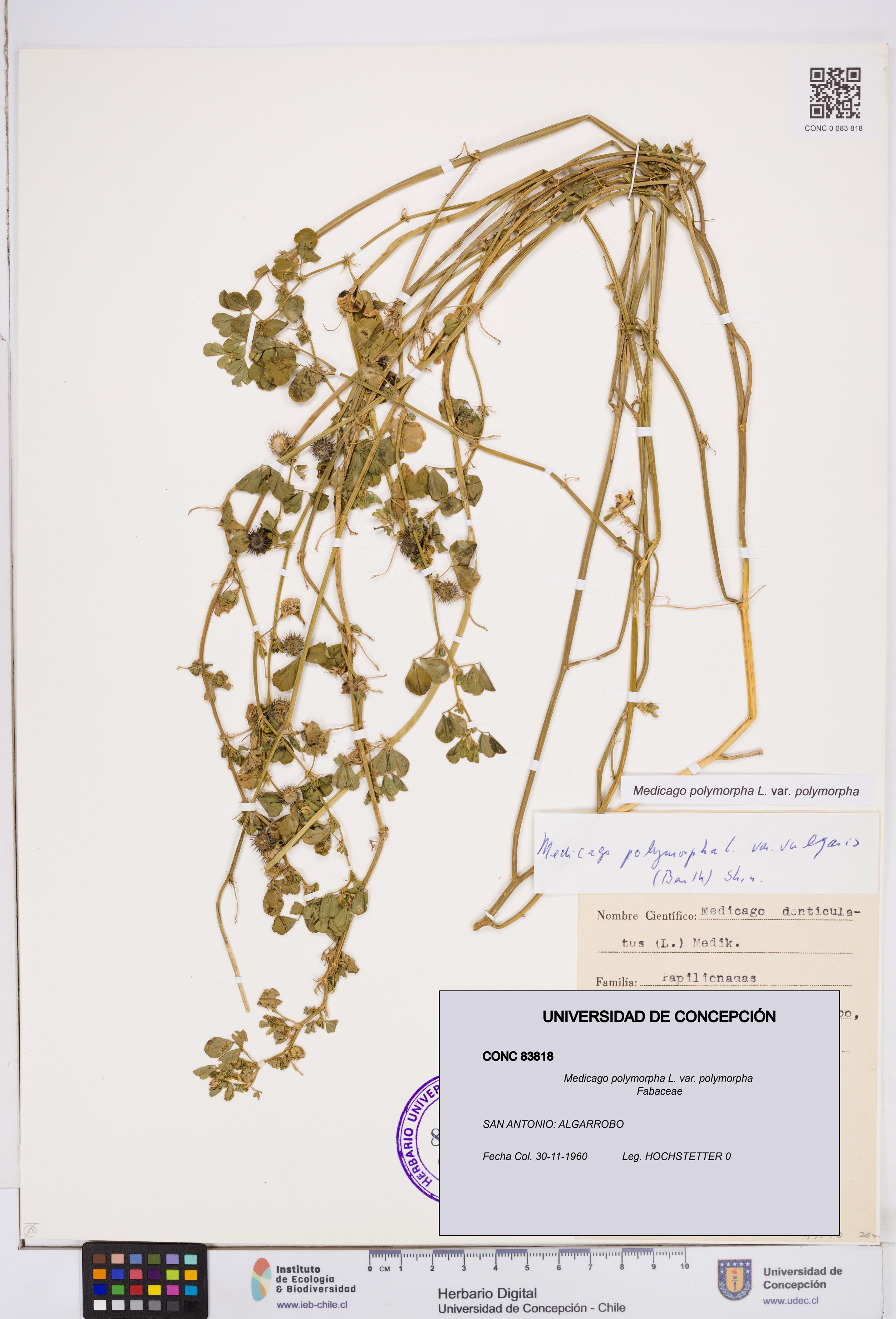 Medicago polymorpha var. polymorpha [Espécimen: ]