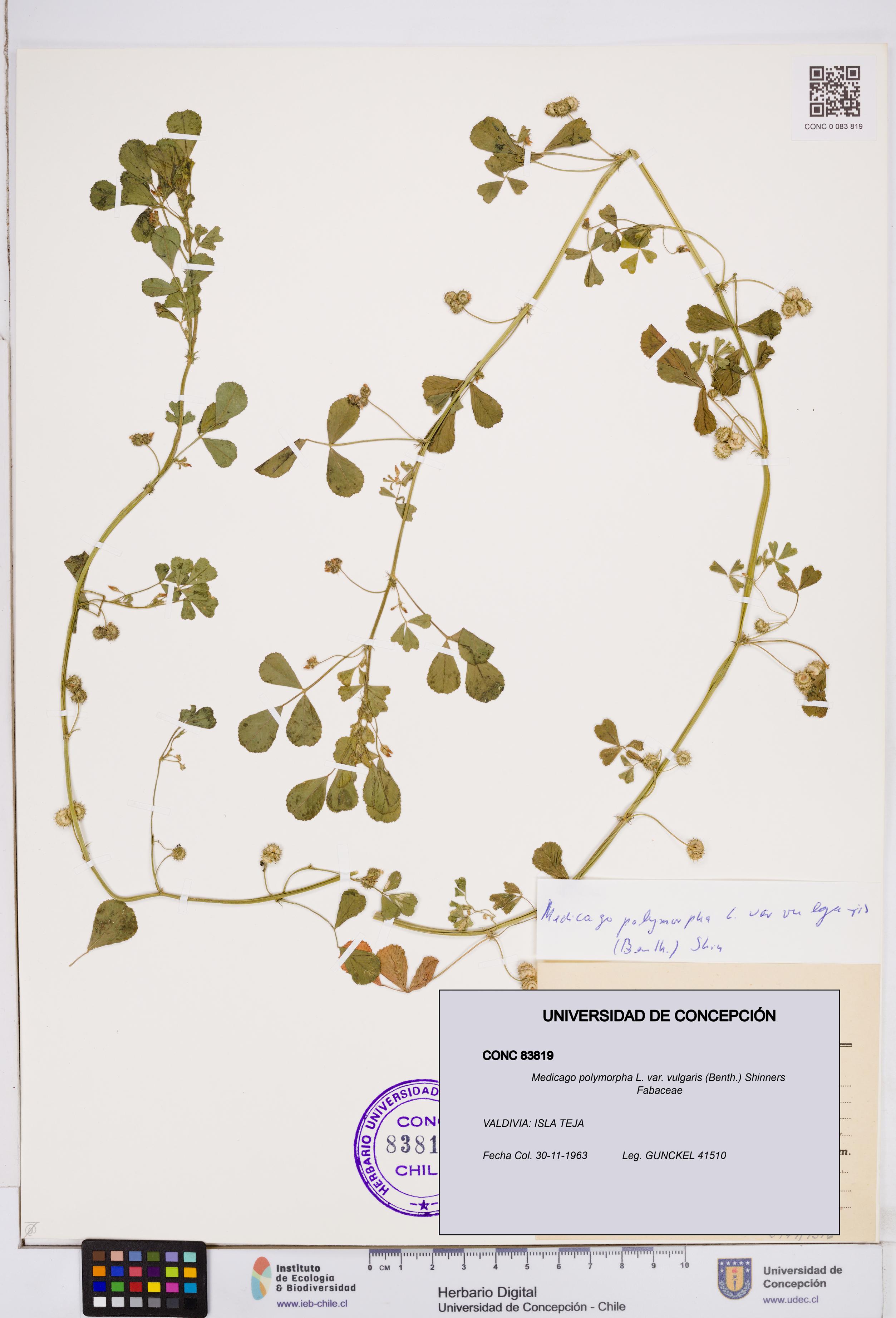 Medicago polymorpha var. vulgaris [Espécimen: ]