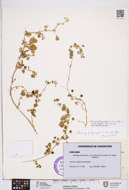 Medicago polymorpha var. confinis [Espécimen: ]