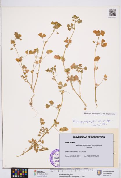 Medicago polymorpha var. polymorpha [Espécimen: ]