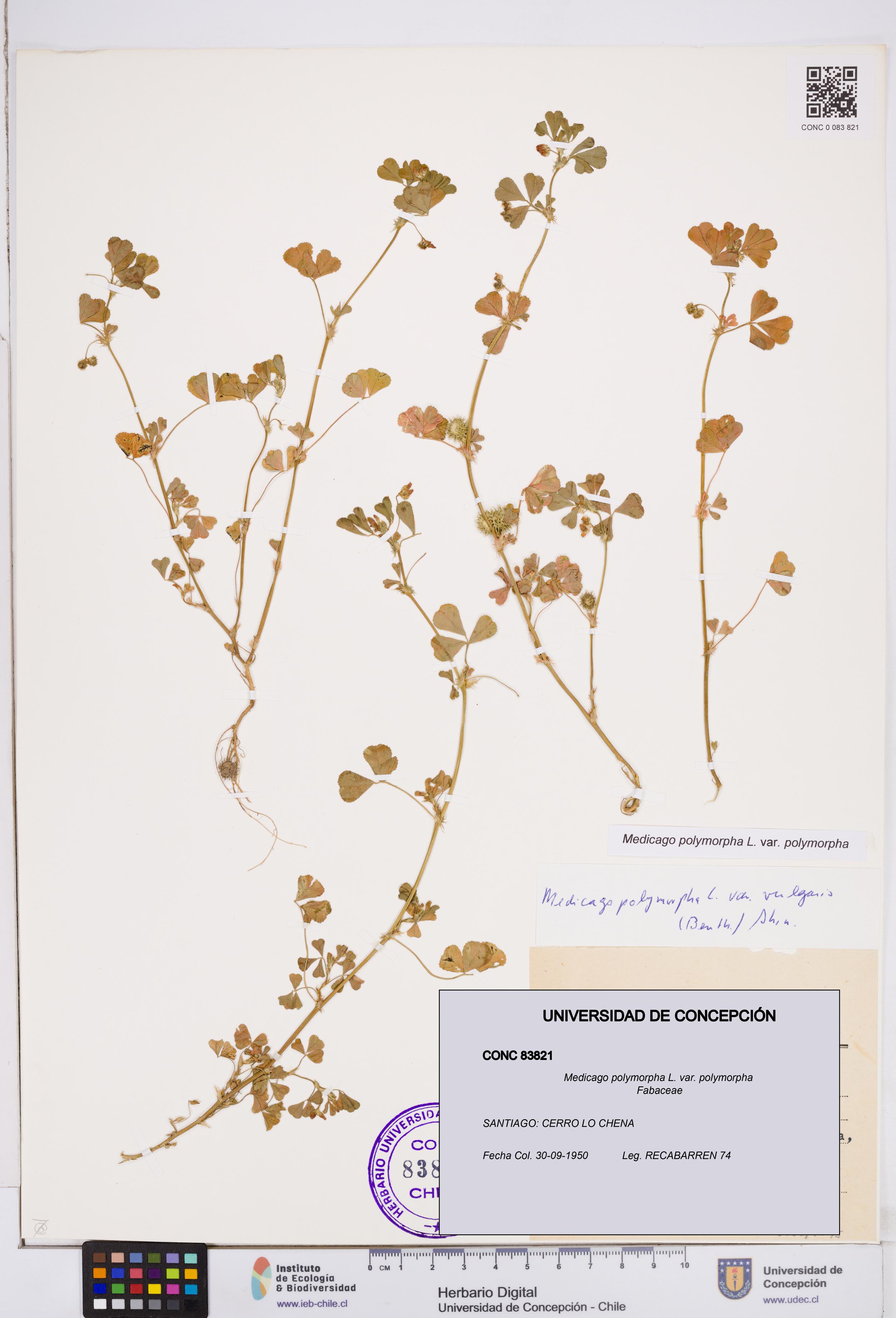 Medicago polymorpha var. polymorpha [Espécimen: ]