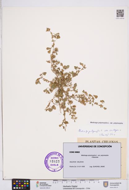 Medicago polymorpha var. polymorpha [Espécimen: ]