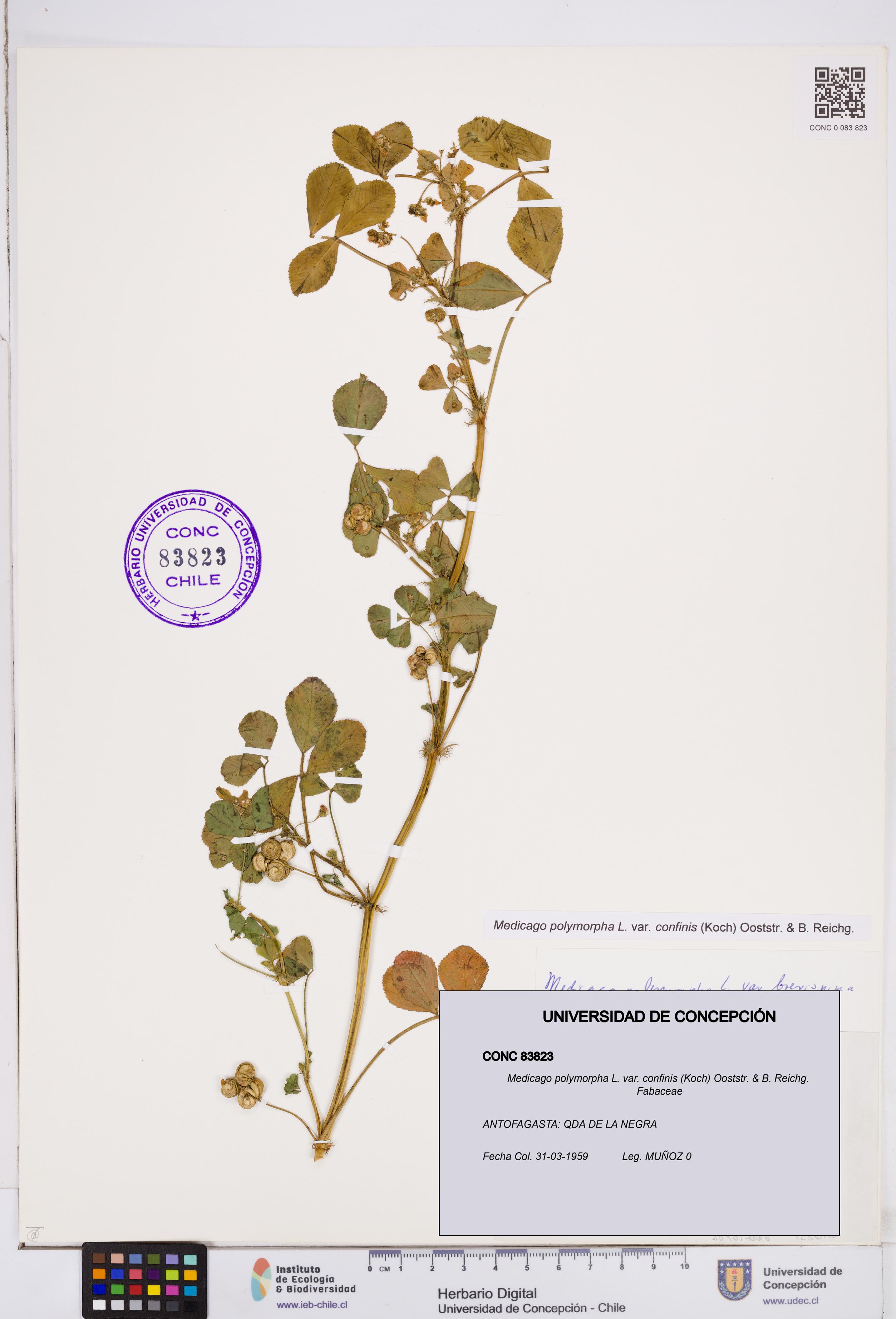 Medicago polymorpha var. confinis [Espécimen: ]