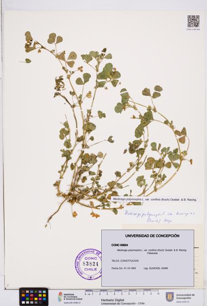 Medicago polymorpha var. confinis [Espécimen: ]