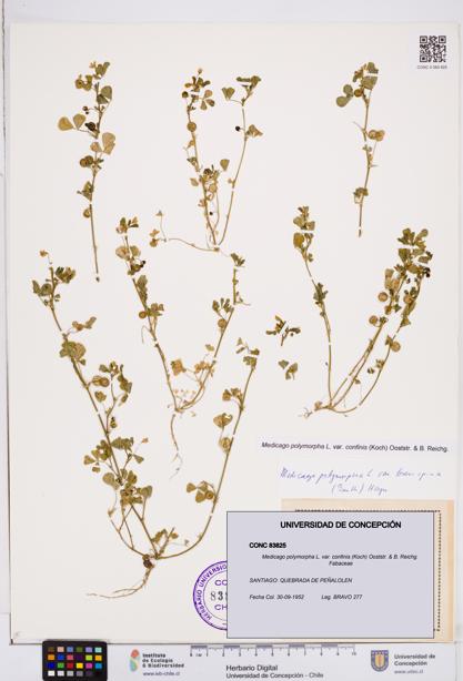 Medicago polymorpha var. confinis [Espécimen: ]