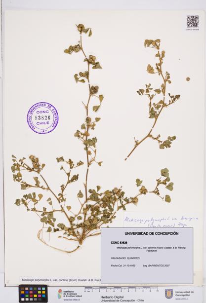 Medicago polymorpha var. confinis [Espécimen: ]