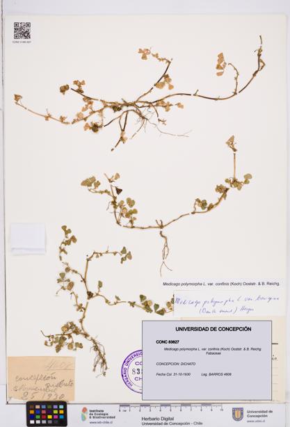 Medicago polymorpha var. confinis [Espécimen: ]