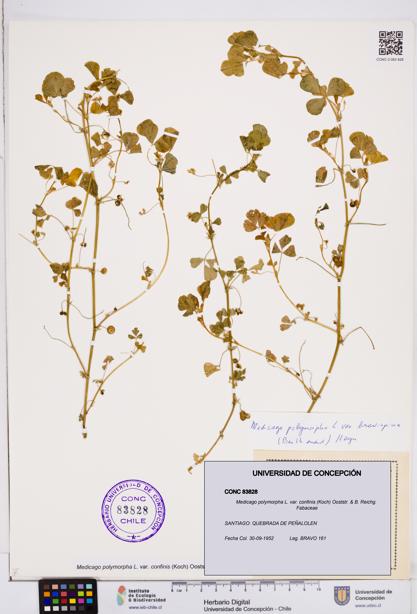 Medicago polymorpha var. confinis [Espécimen: ]
