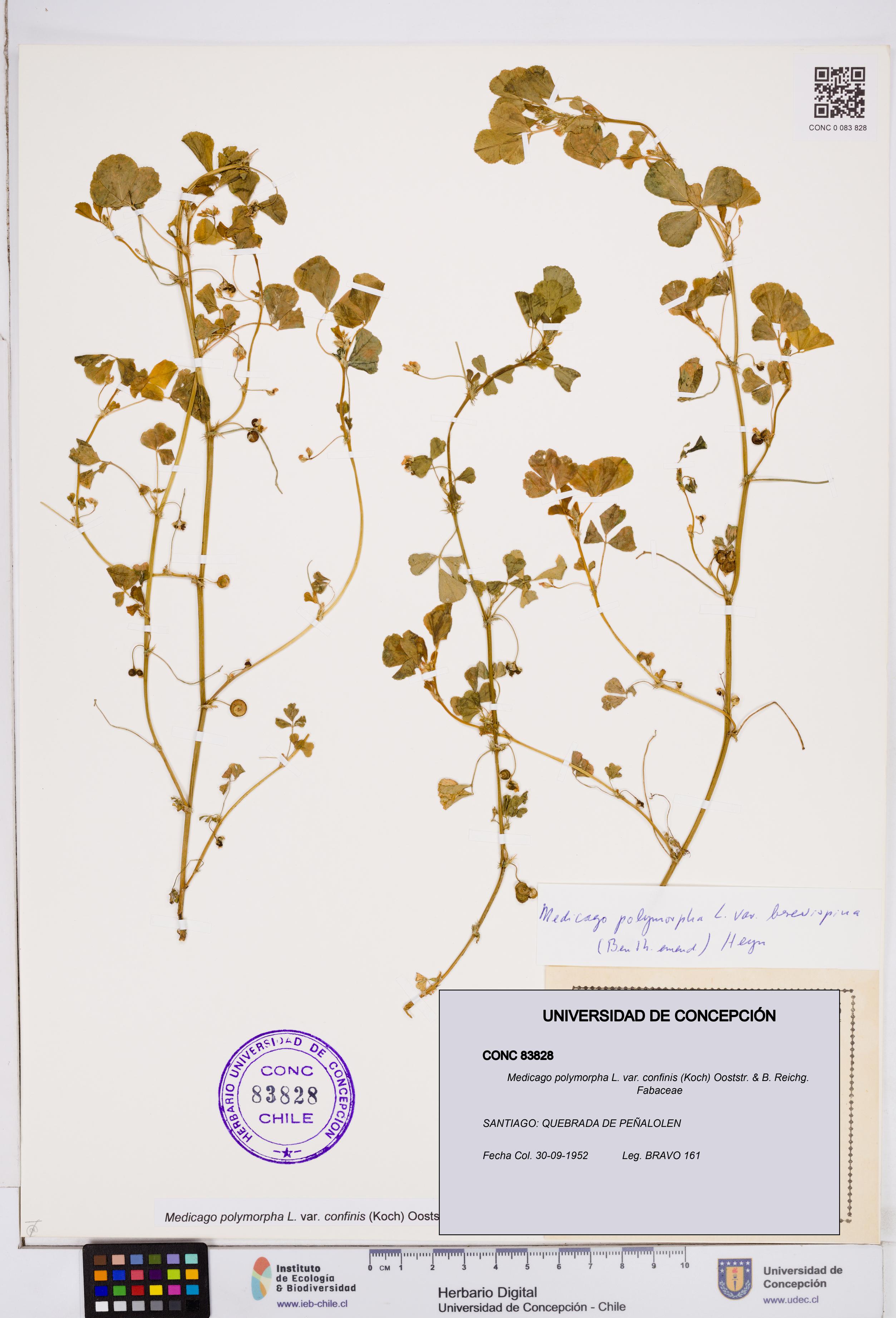 Medicago polymorpha var. confinis [Espécimen: ]