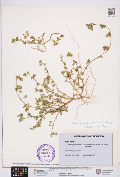 Medicago polymorpha var. confinis [Espécimen: ]