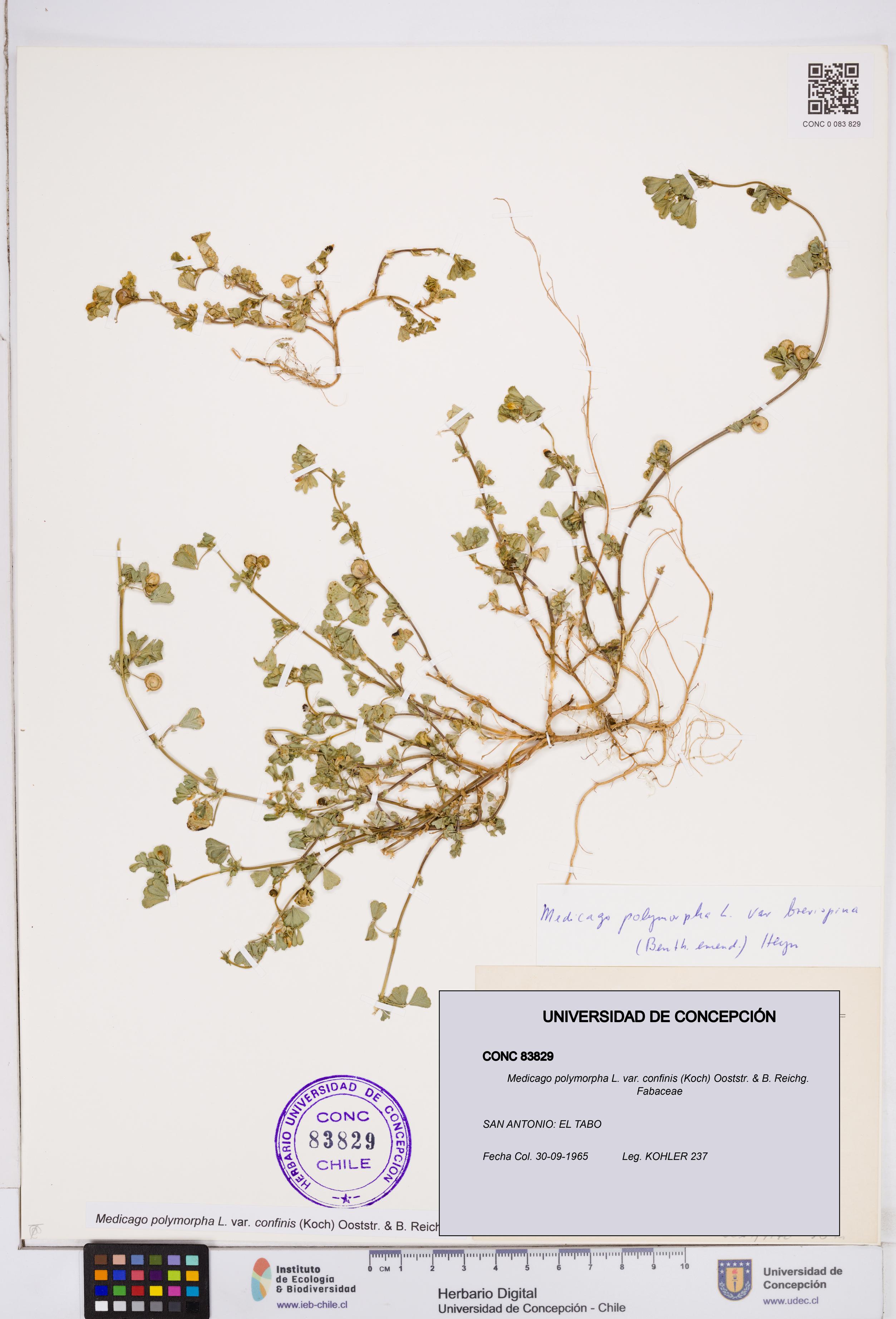 Medicago polymorpha var. confinis [Espécimen: ]