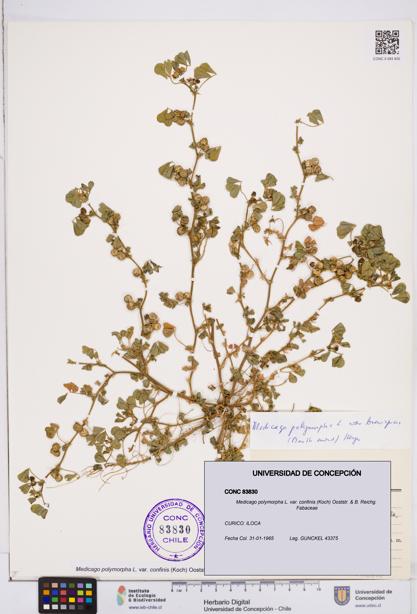 Medicago polymorpha var. confinis [Espécimen: ]