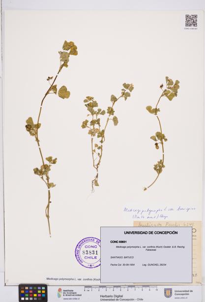 Medicago polymorpha var. confinis [Espécimen: ]