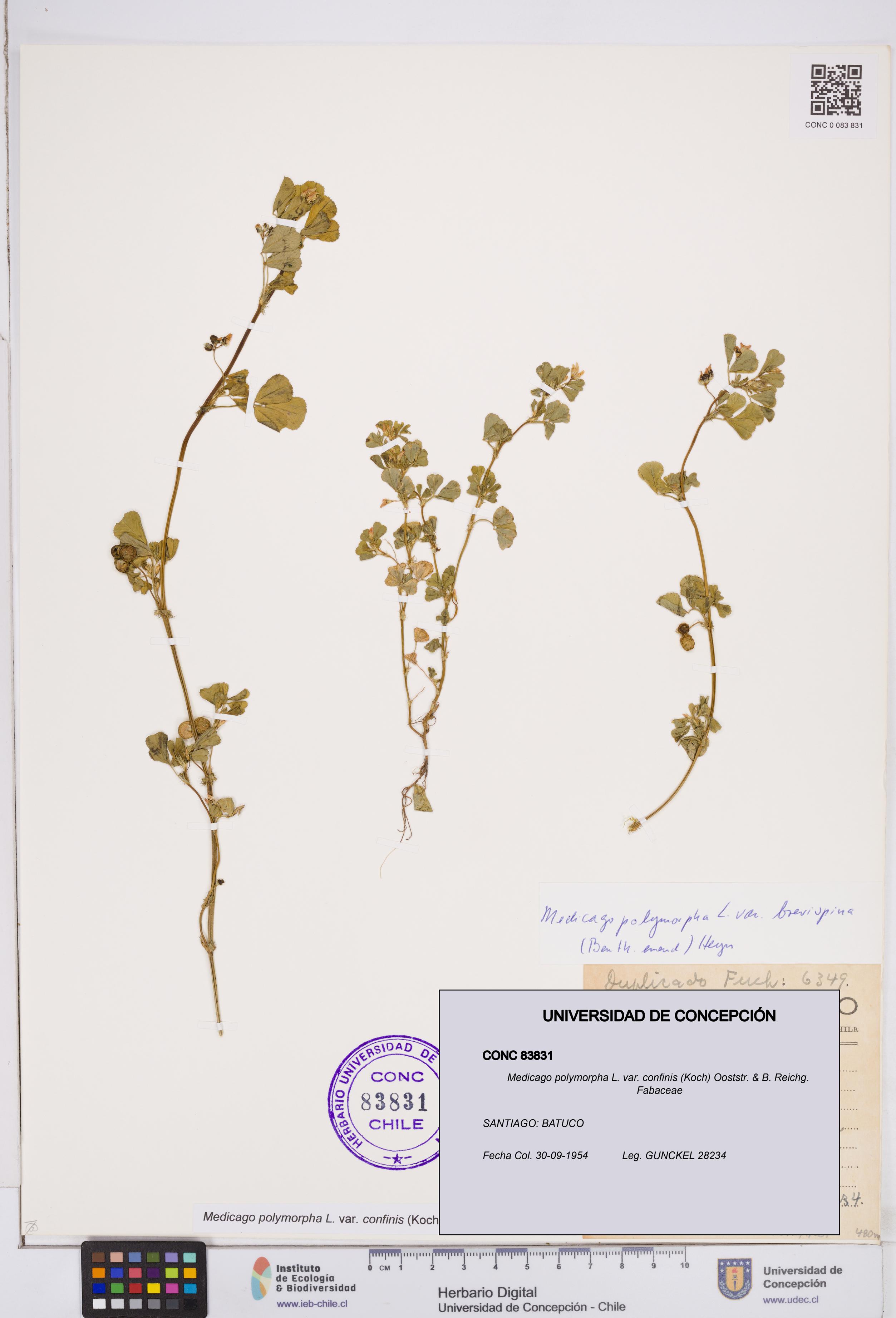 Medicago polymorpha var. confinis [Espécimen: ]