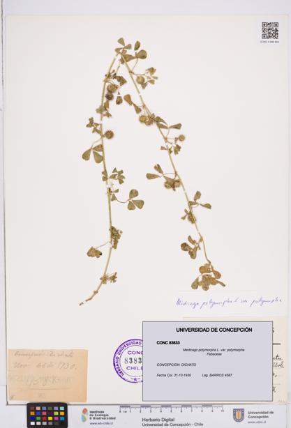 Medicago polymorpha [Espécimen: ]