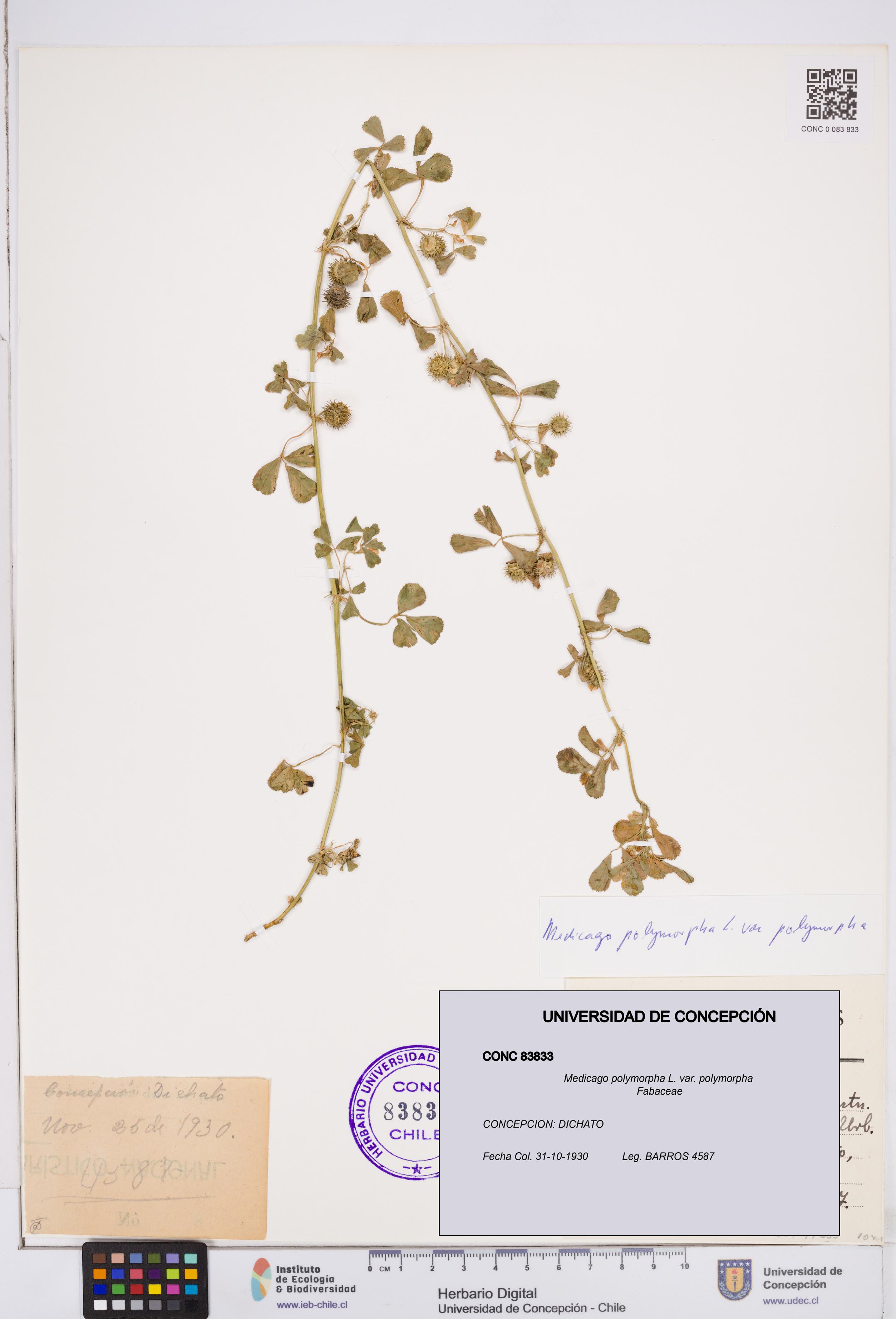 Medicago polymorpha [Espécimen: ]
