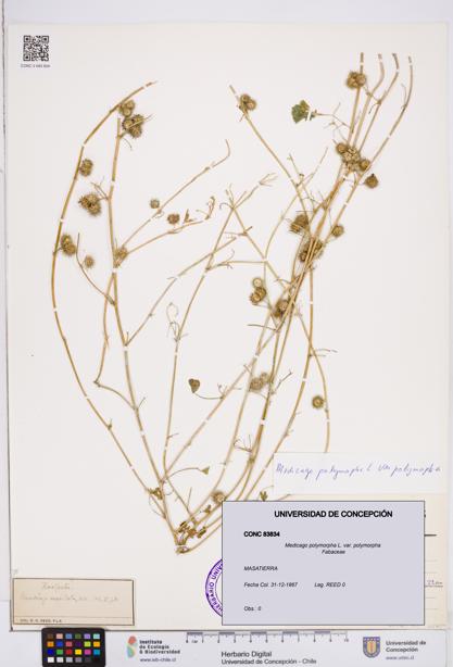 Medicago polymorpha var. polymorpha [Espécimen: ]
