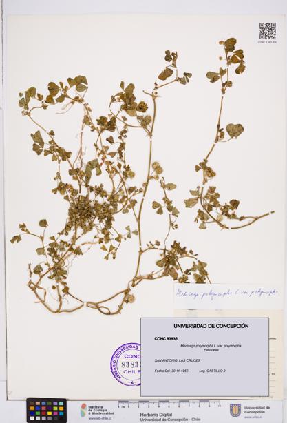Medicago polymorpha var. polymorpha [Espécimen: ]