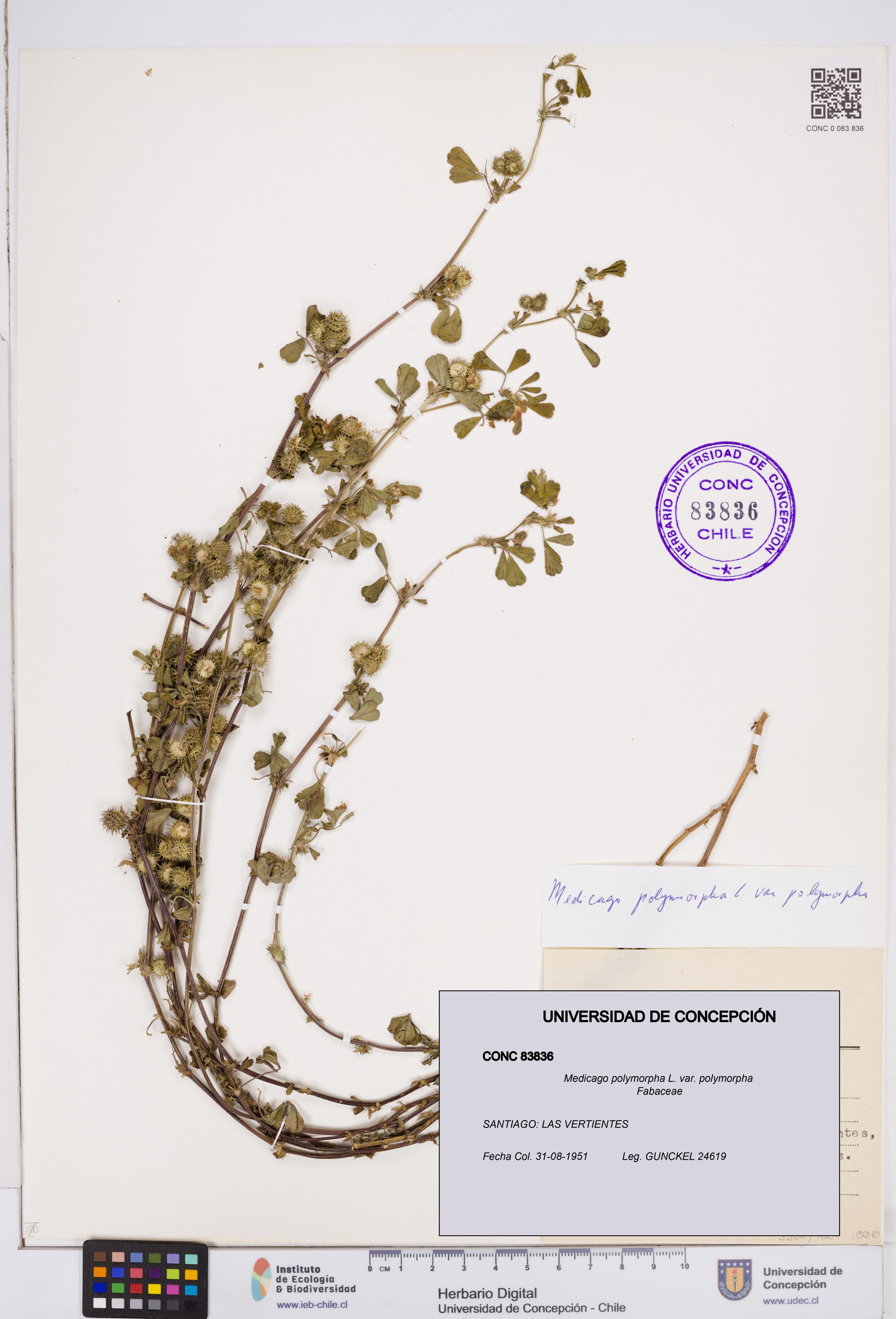 Medicago polymorpha var. polymorpha [Espécimen: ]