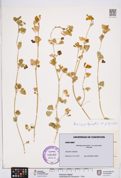 Medicago polymorpha var. polymorpha [Espécimen: ]