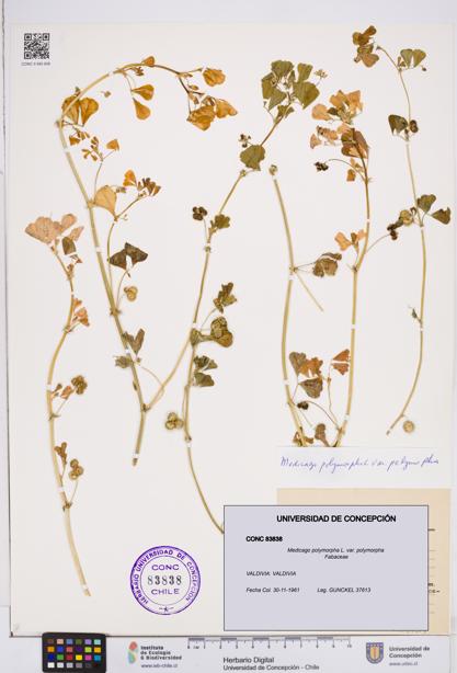 Medicago polymorpha var. polymorpha [Espécimen: ]