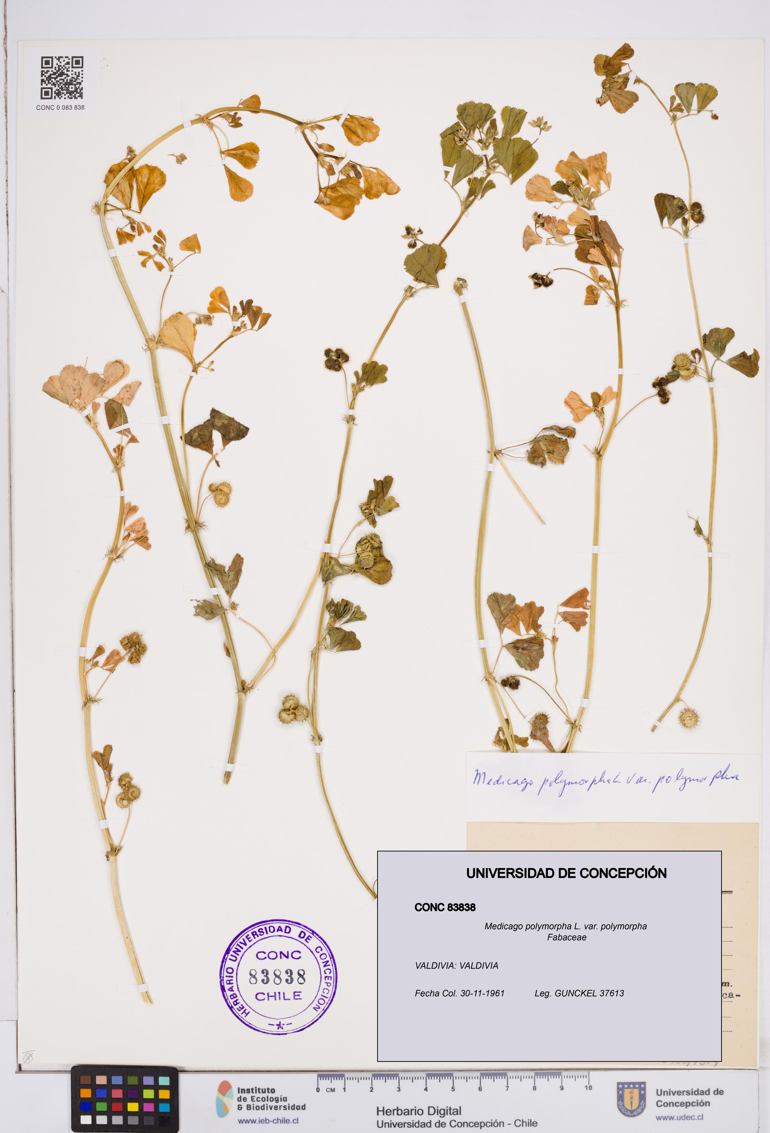 Medicago polymorpha var. polymorpha [Espécimen: ]
