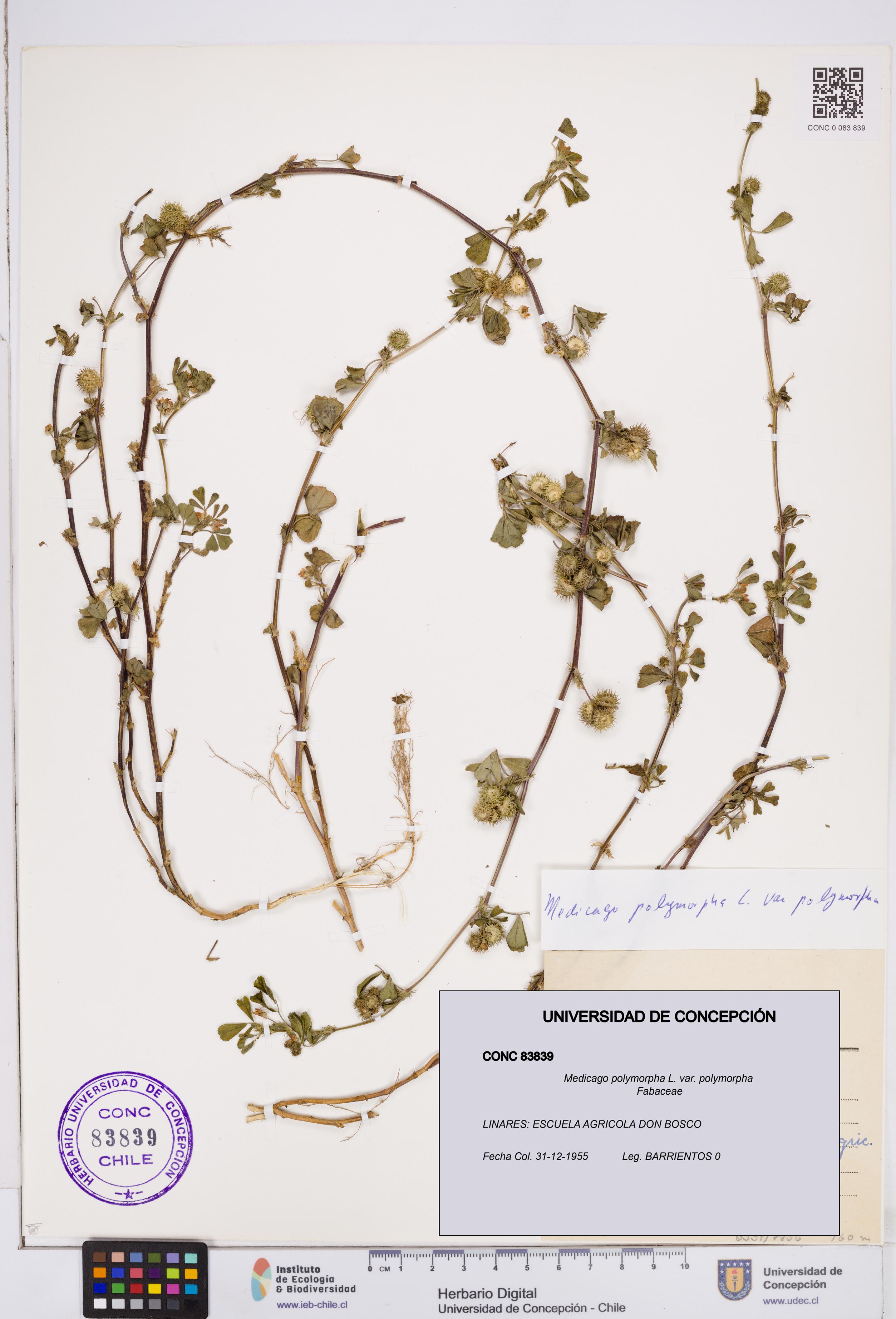 Medicago polymorpha var. polymorpha [Espécimen: ]