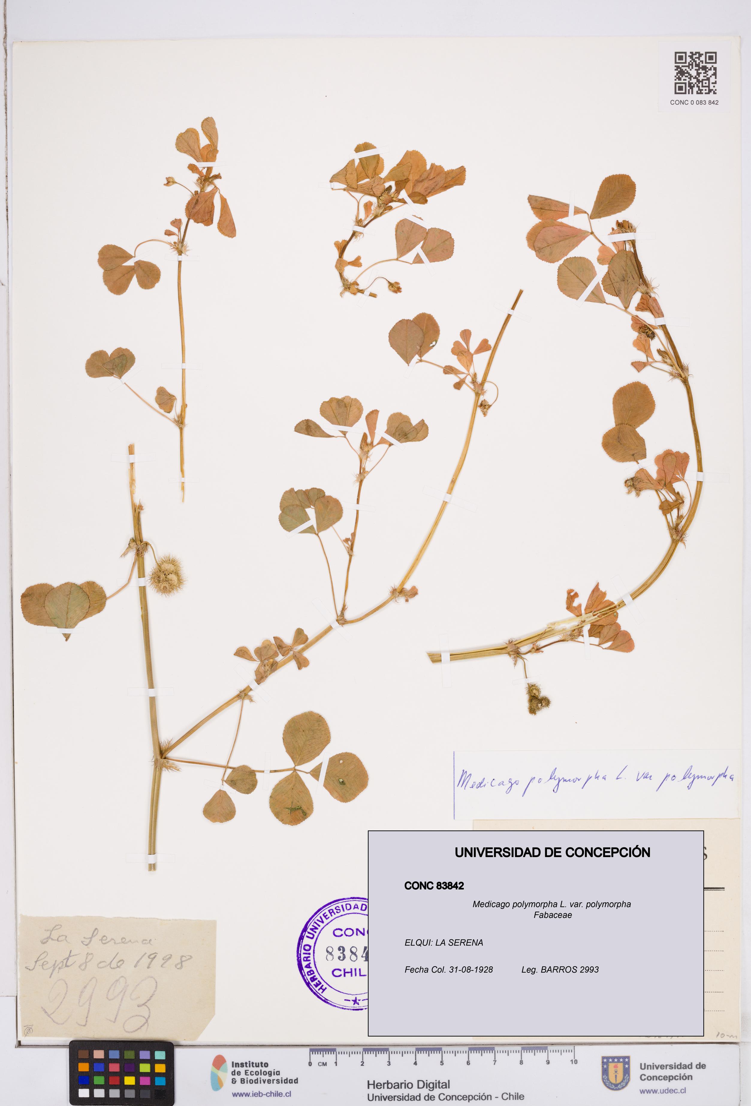Medicago polymorpha var. polymorpha [Espécimen: ]