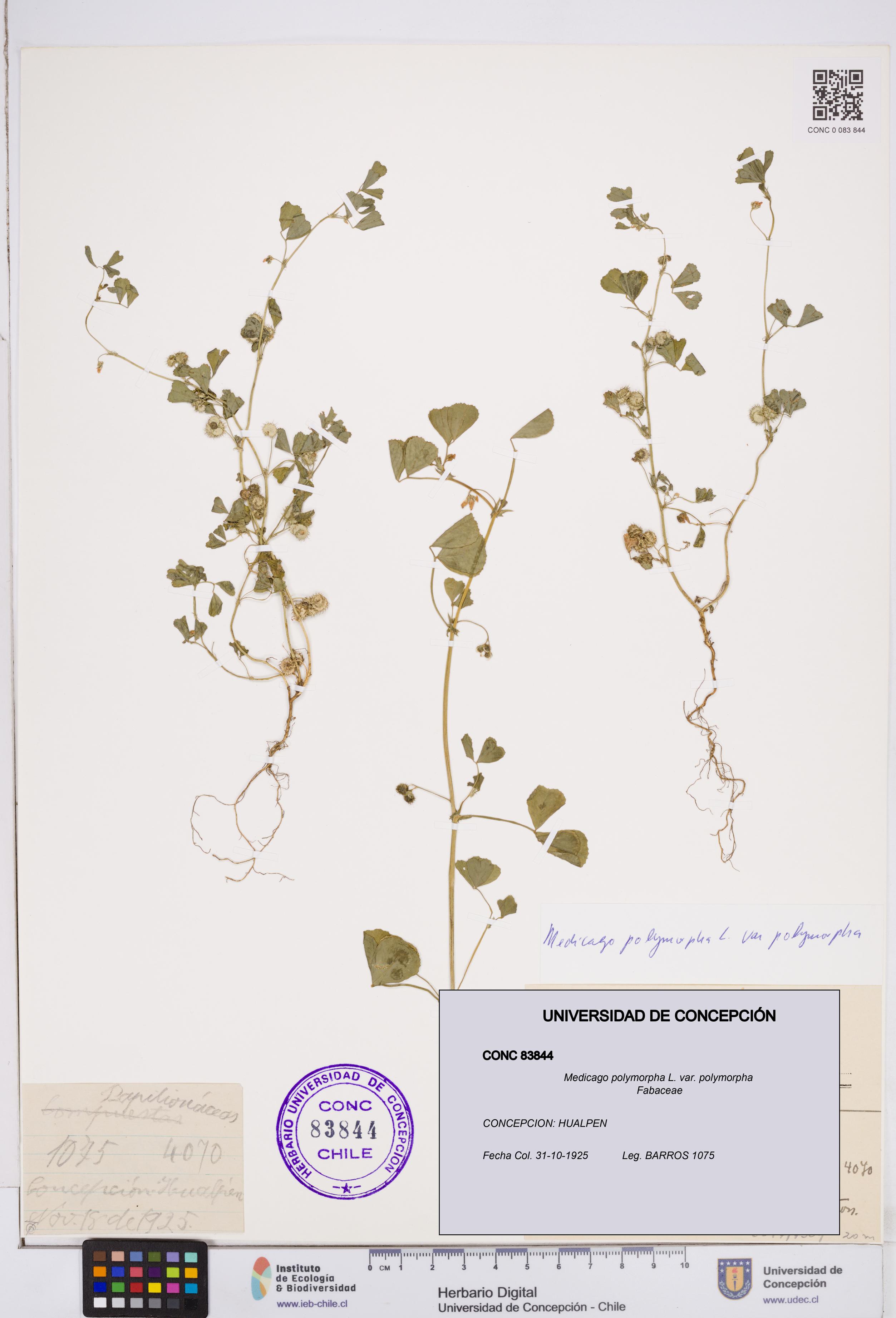 Medicago polymorpha var. polymorpha [Espécimen: ]