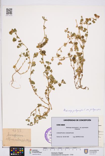 Medicago polymorpha var. polymorpha [Espécimen: ]