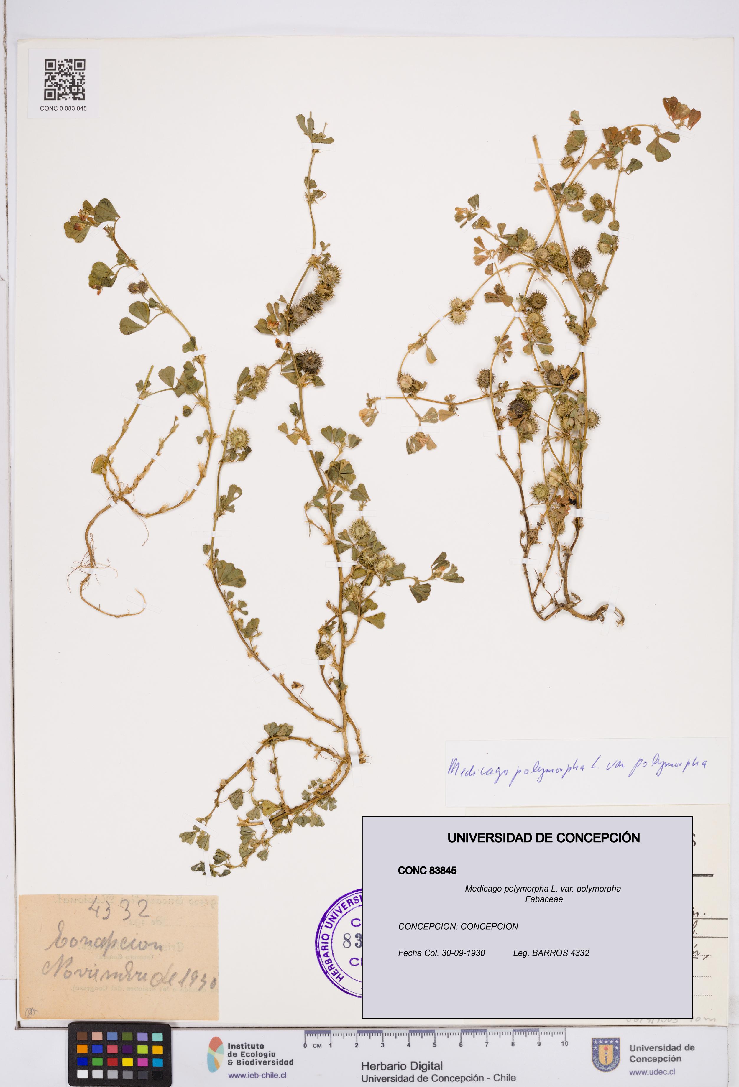Medicago polymorpha var. polymorpha [Espécimen: ]