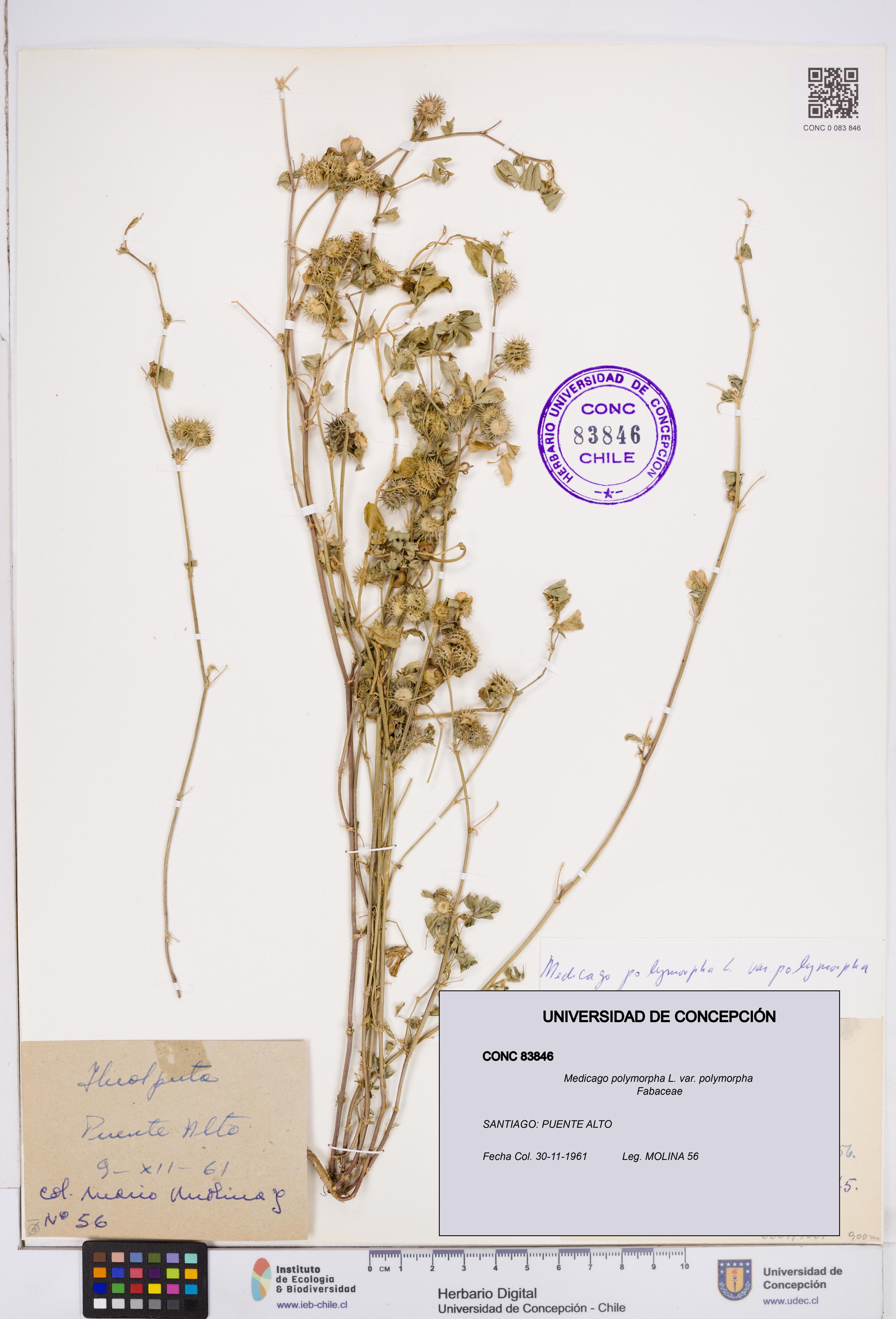 Medicago polymorpha var. polymorpha [Espécimen: ]