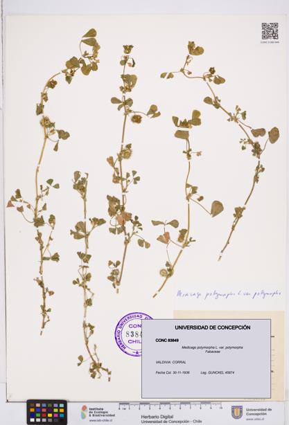 Medicago polymorpha var. polymorpha [Espécimen: ]