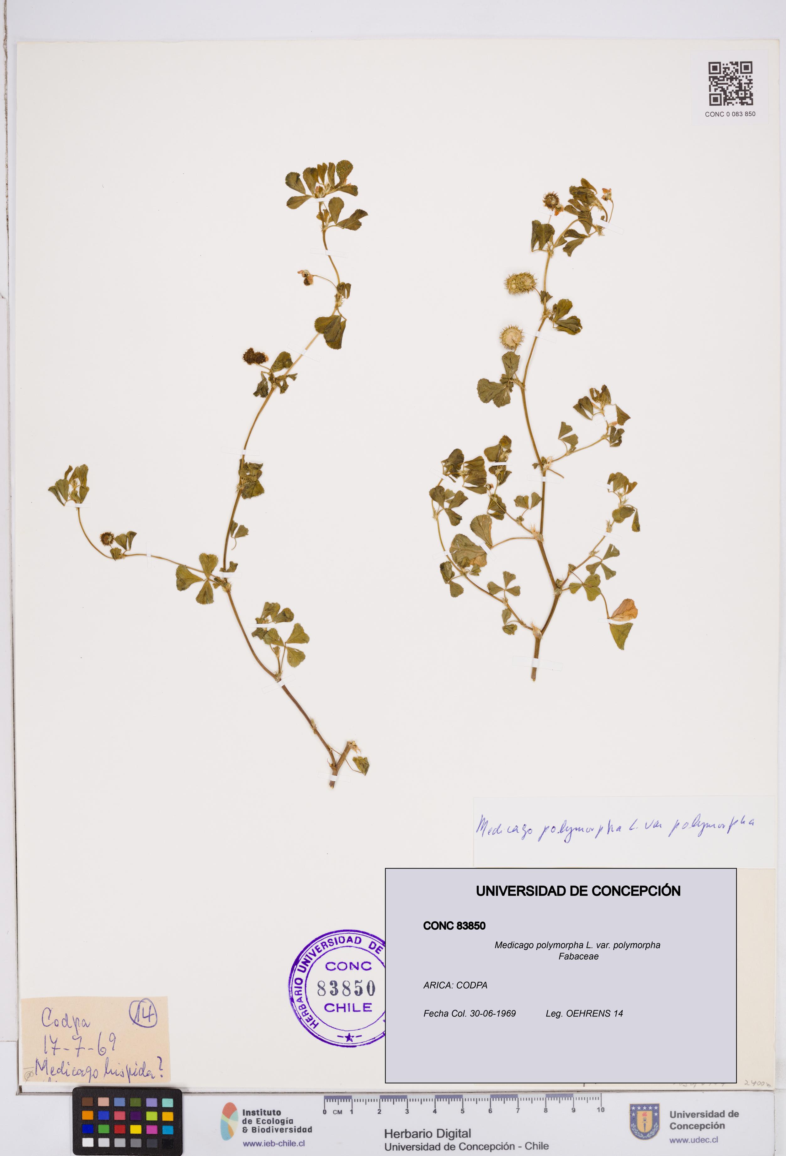 Medicago polymorpha var. polymorpha [Espécimen: ]