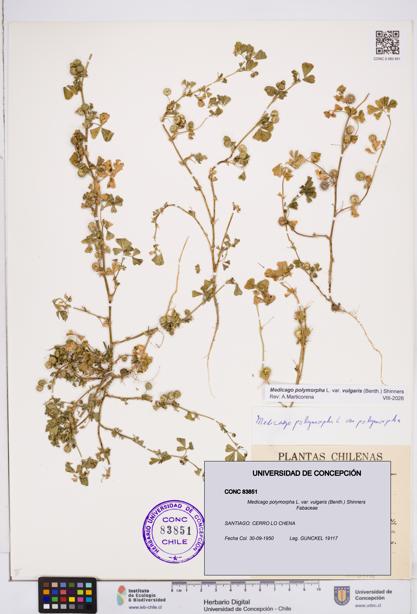 Medicago polymorpha var. vulgaris [Espécimen: ]