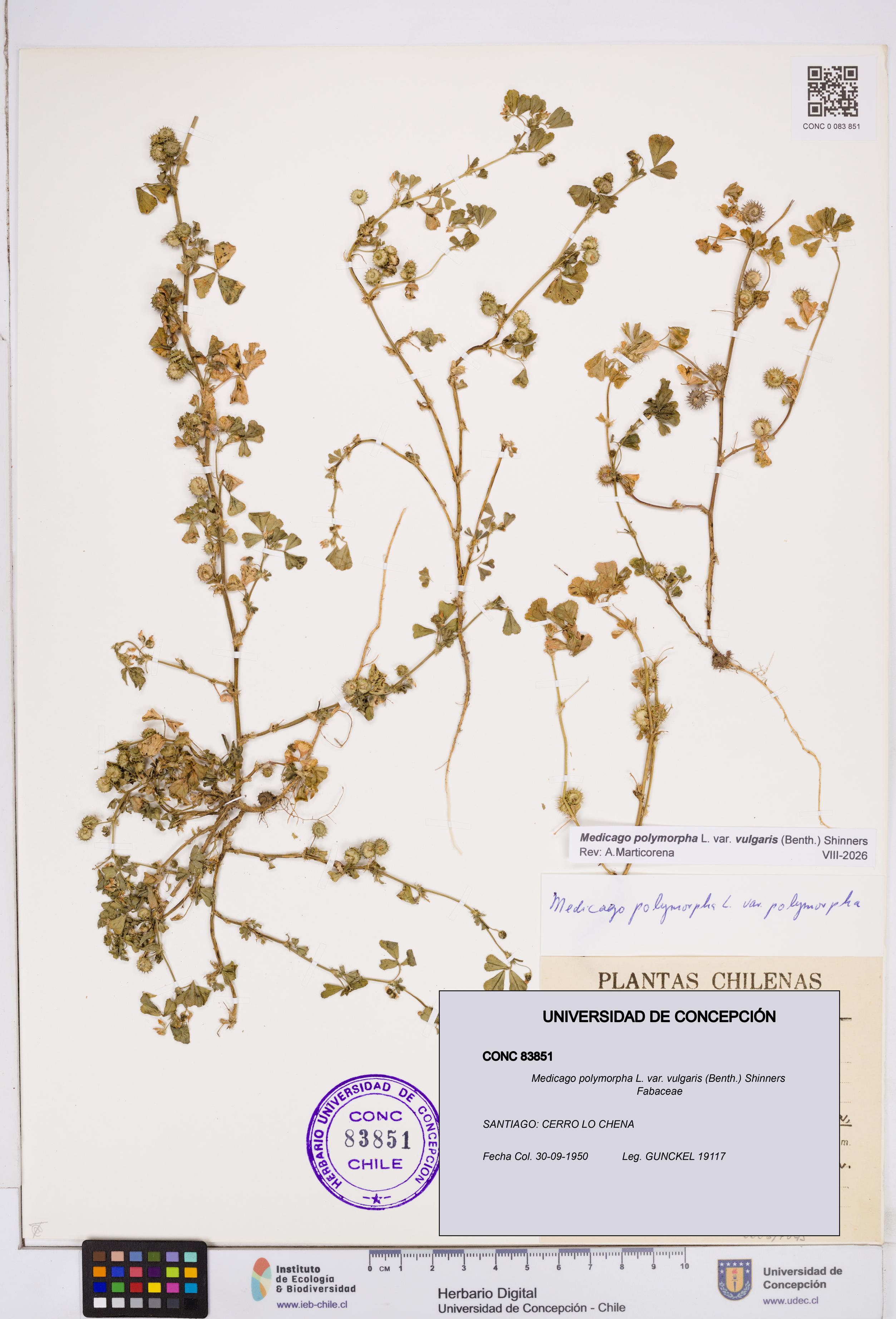 Medicago polymorpha var. vulgaris [Espécimen: ]