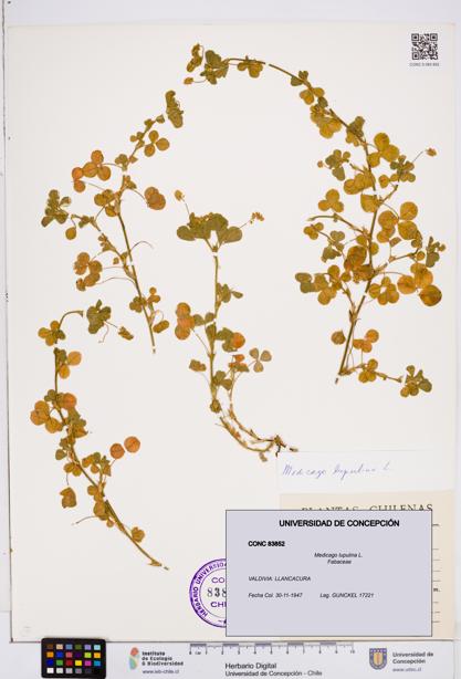 Medicago lupulina [Espécimen: ]