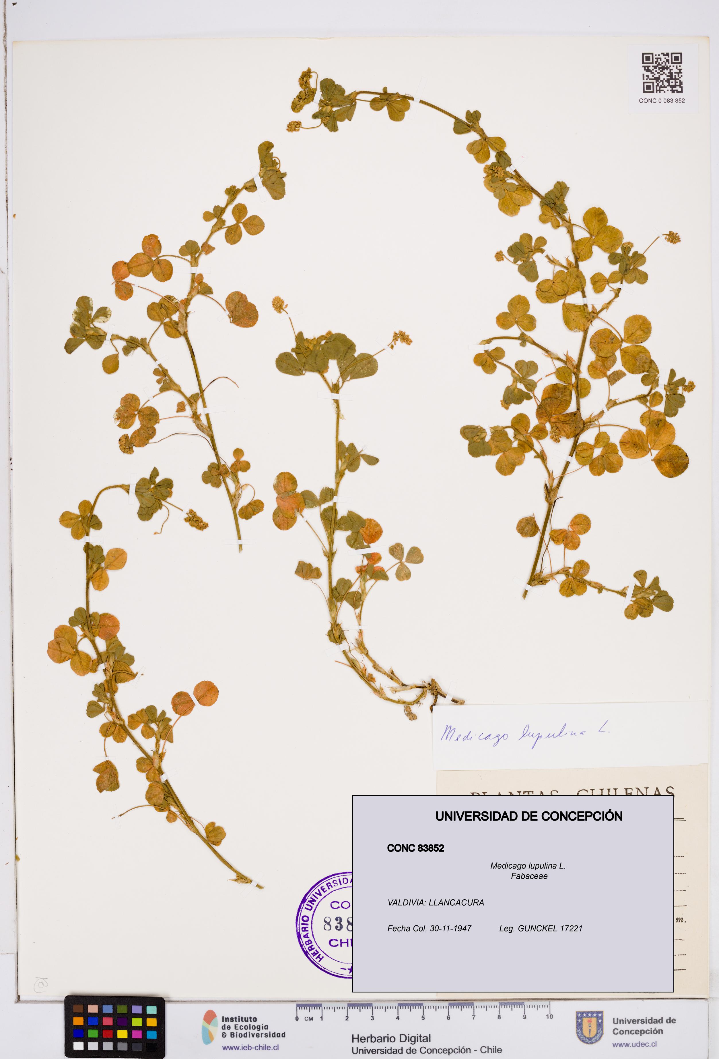 Medicago lupulina [Espécimen: ]
