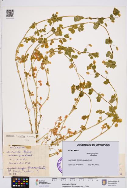 Medicago lupulina [Espécimen: ]