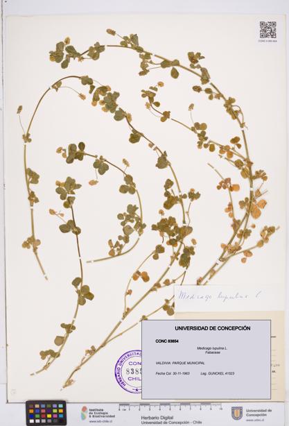 Medicago lupulina [Espécimen: ]