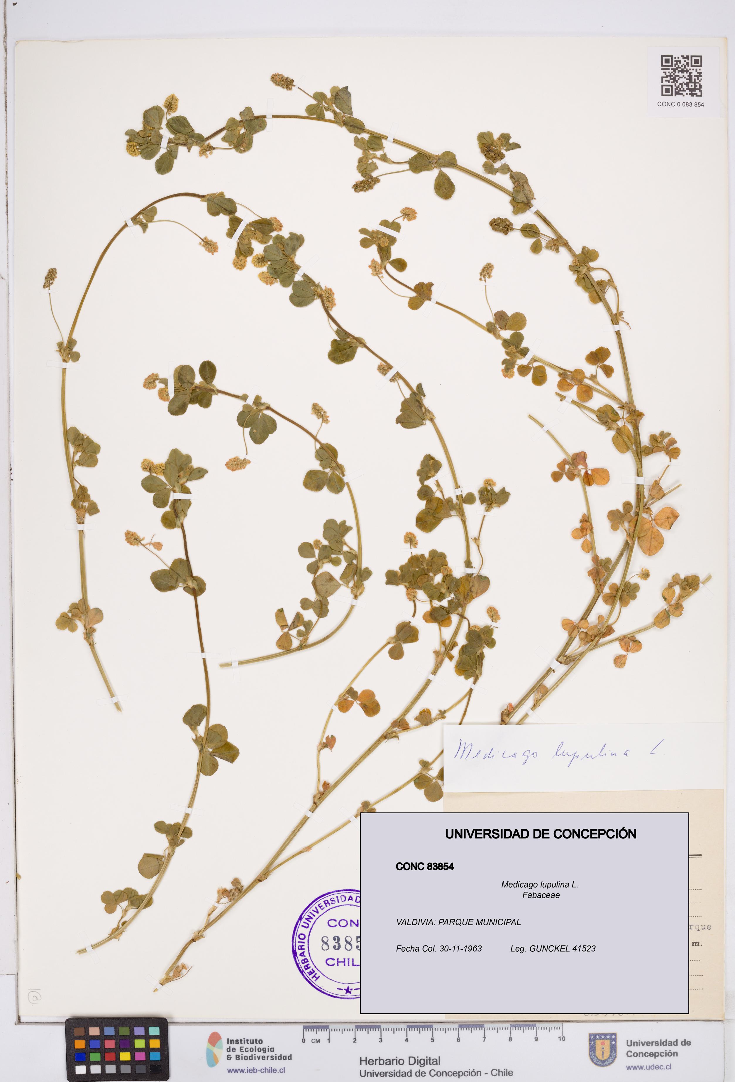 Medicago lupulina [Espécimen: ]
