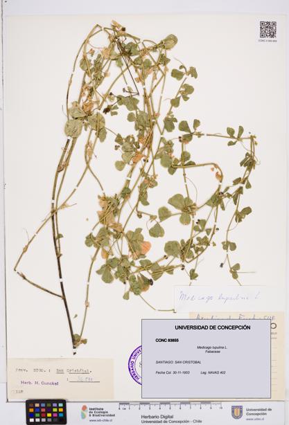 Medicago lupulina [Espécimen: ]