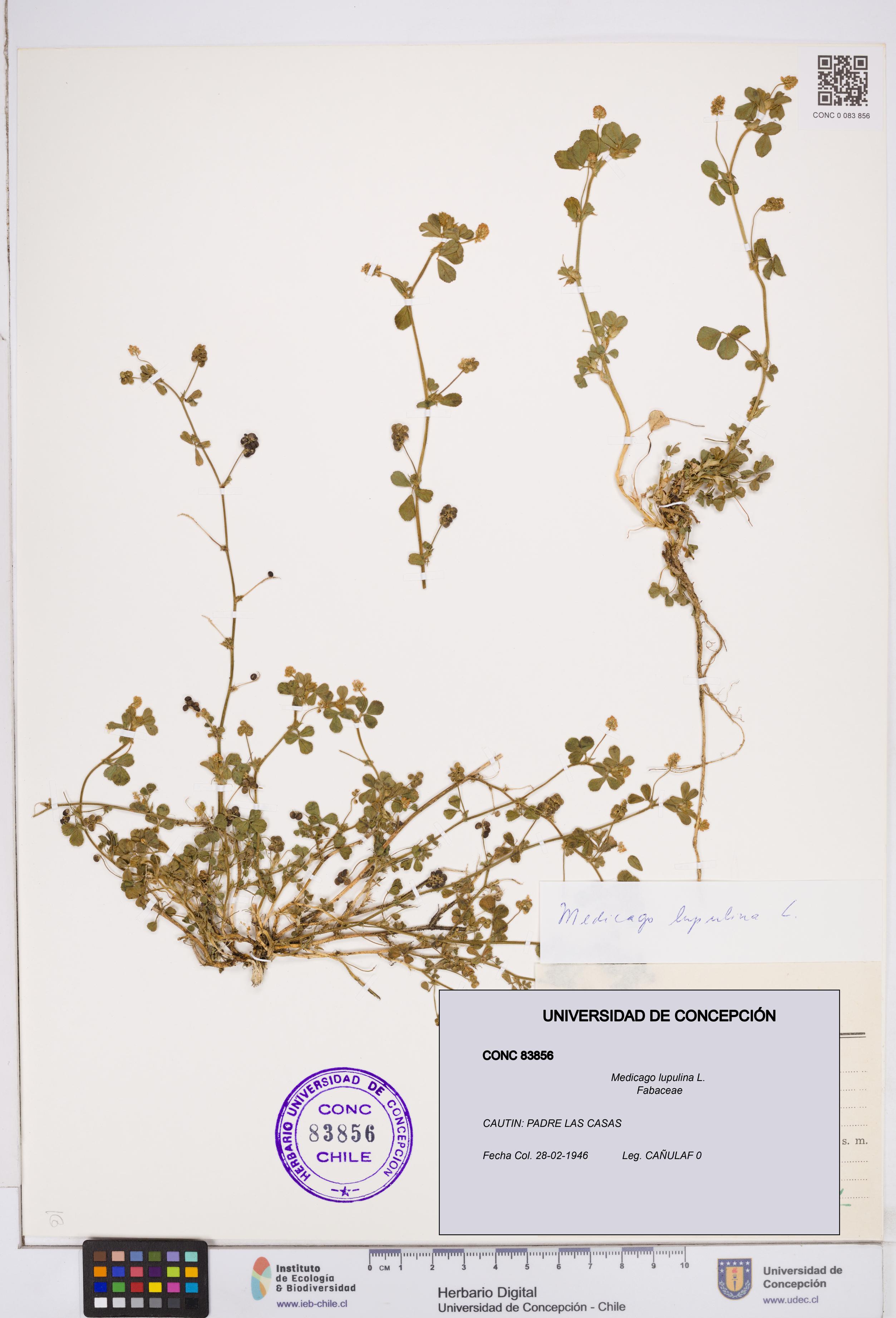 Medicago lupulina [Espécimen: ]